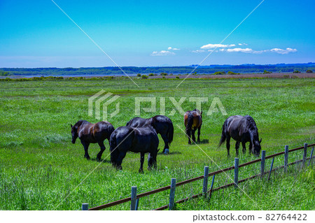 Endless grasslands and Hokkaido horses Endless grasslands and Hokkaido horses 82764422