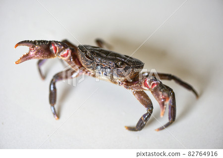 Fresh crab rock, wild freshwater crab claw, forest crab or stone crab river 82764916