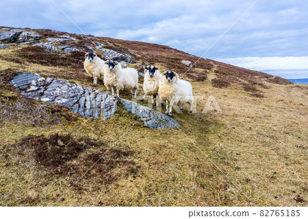 Sheep at the coastline at Dawros in County Donegal - Ireland Sheep at the coastline at Dawros in County Donegal - Ireland 82765185
