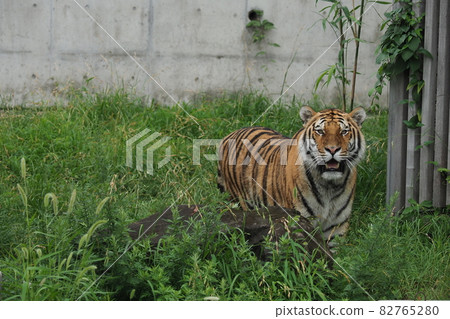 Zoo tiger Zoo tiger 82765280