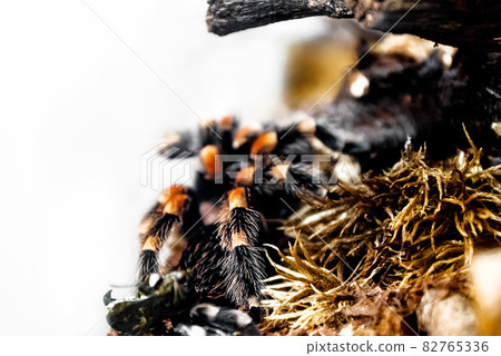 Large tropical Tarantula spider with fluffy paws in terrarium 82765336
