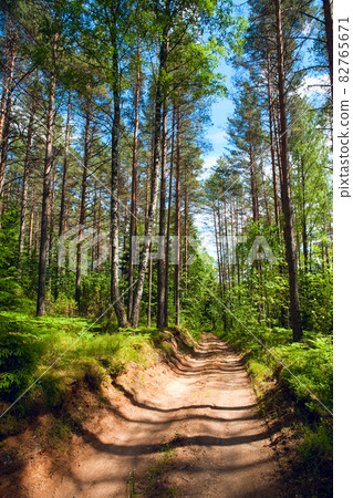 Summer forest 82765671
