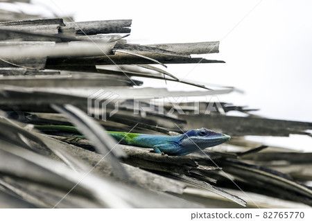 Cuban male lizard Allison's Anole (Anolis allisoni), also known as the blue-headed anole  82765770