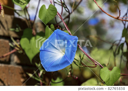 Morning glory Morning glory 82765838