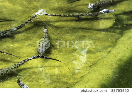 Swimming Cuban crocodile (Crocodylus Rhombifer) Swimming Cuban crocodile (Crocodylus Rhombifer) 82765860