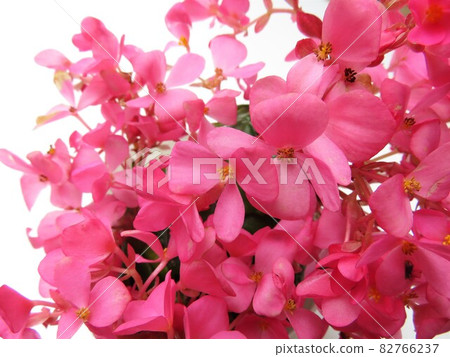 Begonia Love Me 82766237