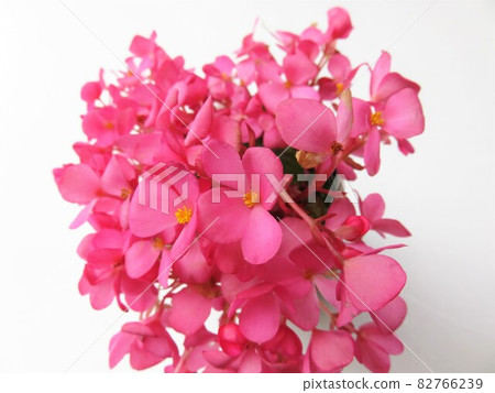 Begonia Love Me 82766239