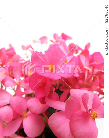 Begonia Love Me 82766240