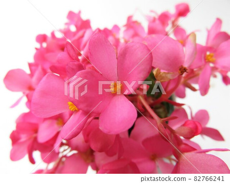 Begonia Love Me 82766241