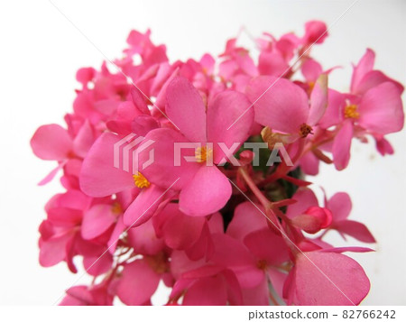 Begonia Love Me 82766242