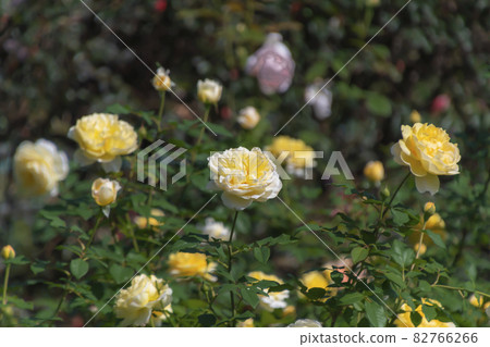 rose	 82766266