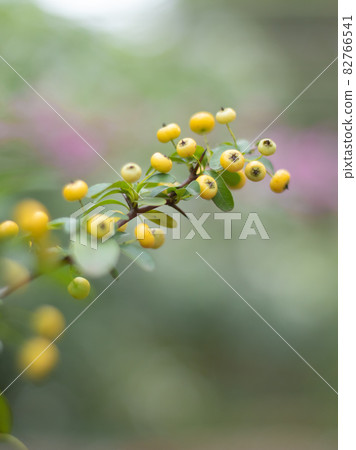 Pyracanthas bonsai 82766541