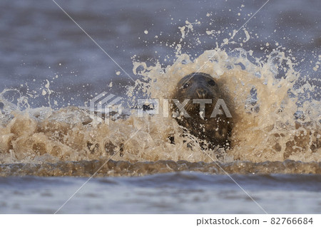 Grey Seal (Halichoerus grypus) in the surf 82766684
