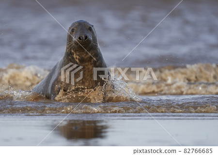 Grey Seal (Halichoerus grypus) in the surf Grey Seal (Halichoerus grypus) in the surf 82766685