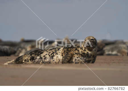 Grey Seal (Halichoerus grypus) on a sandbank 82766782