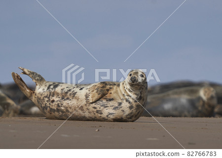Grey Seal (Halichoerus grypus) on a sandbank 82766783