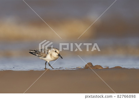 Sanderling 82766898
