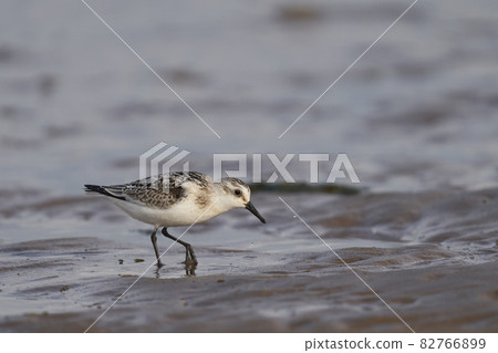 Sanderling Sanderling 82766899
