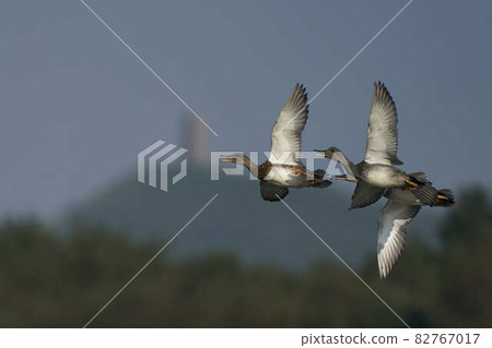Ducks in flight Ducks in flight 82767017