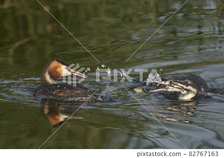Great Crested Grebe with offspring 82767163