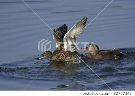 Wildlife on the Somerset Levels Wildlife on the Somerset Levels 82767342