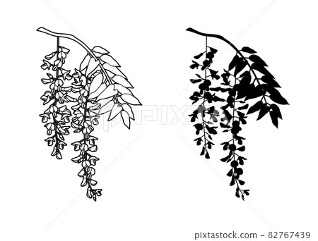 盛開兩簇的紫藤花(畫線) 盛開兩簇的紫藤花(畫線) 82767439