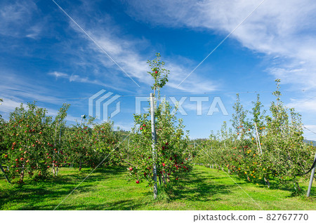 Apple field Matsumoto City 82767770