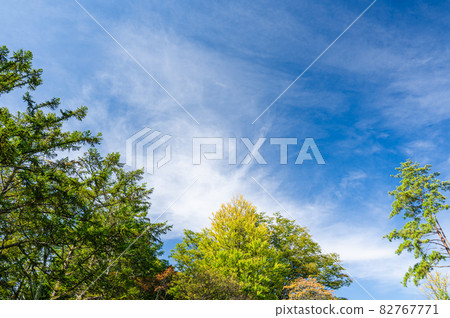 Autumn larch and ginkgo tree 82767771