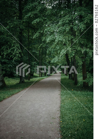 Desert empty alley in a deciduous forest 82768162