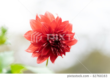 Red dahlia flower close-up and copy space Red dahlia flower close-up and copy space 82768163
