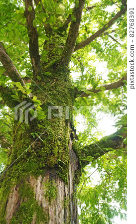 Landscape with flowers and plants <16> (moss growing on trees) 82768391