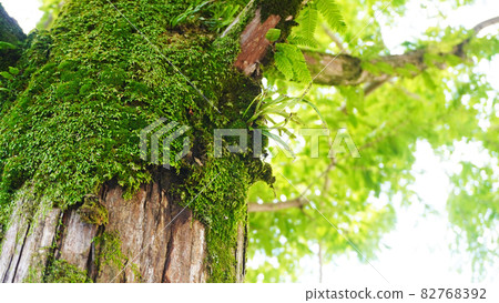 Landscape with flowers and plants <17> (moss growing on trees) Landscape with flowers and plants <17> (moss growing on trees) 82768392