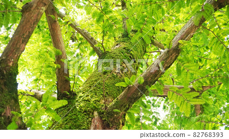 Landscape with flowers and plants <18> (moss growing on trees) Landscape with flowers and plants <18> (moss growing on trees) 82768393