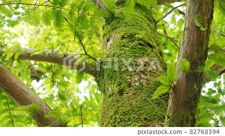 Landscape with flowers and plants <19> (moss growing on trees) Landscape with flowers and plants <19> (moss growing on trees) 82768394