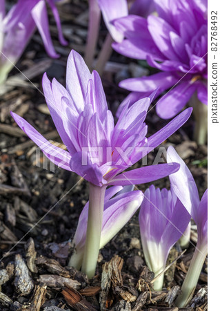 Colchicum autumnale 'Waterlily' Colchicum autumnale 'Waterlily' 82768492