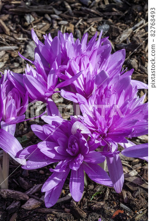 Colchicum autumnale 'Waterlily' Colchicum autumnale 'Waterlily' 82768493