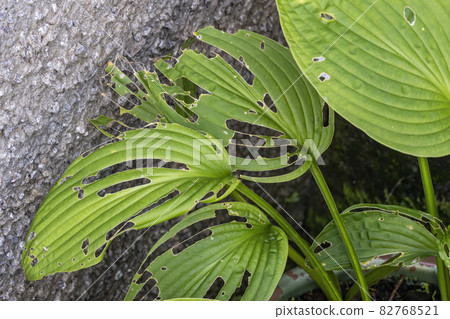 Hosta plant also known as plantain lily with snail and slug damage Hosta plant also known as plantain lily with snail and slug damage 82768521