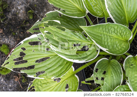 Hosta plant with snail and slug damage 82768524
