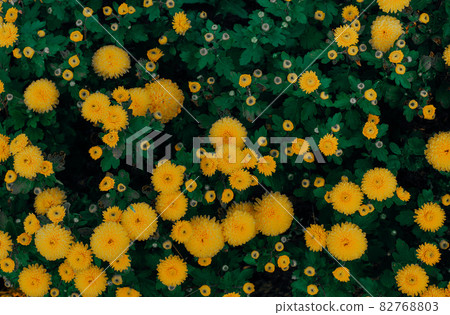 The surface of the amaranth-colored chrysanthemum. Wallpaper. Yellow The surface of the amaranth-colored chrysanthemum. Wallpaper. Yellow 82768803