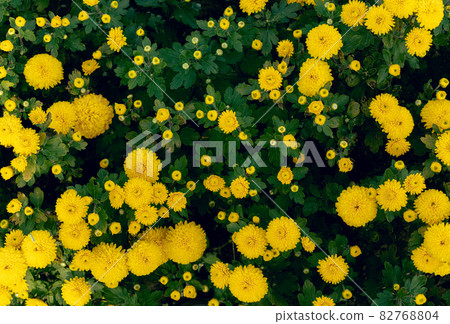 The surface of the amaranth-colored chrysanthemum. Wallpaper. Yellow The surface of the amaranth-colored chrysanthemum. Wallpaper. Yellow 82768804