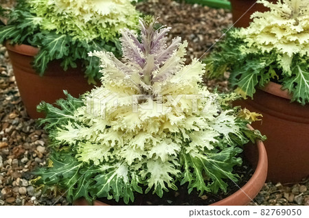 Kale 'Coral Prince' an ornamental white flowering brassica 82769050
