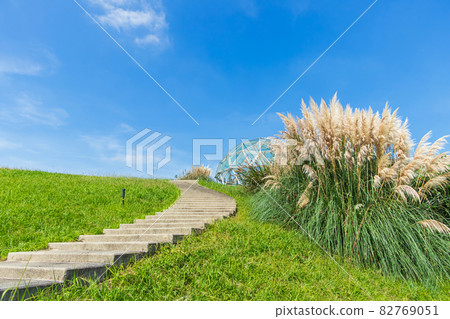 愛知世博紀念公園，盛開的蒲葦<愛知縣長手市> 82769051