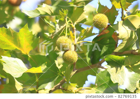 鈴掛樹和果實 82769135