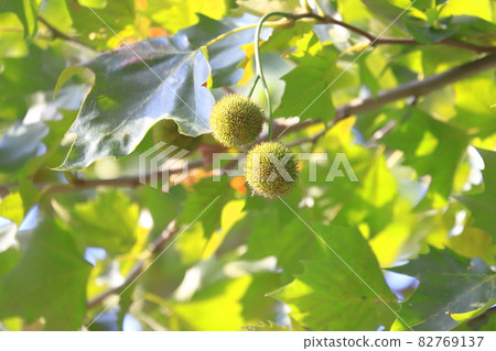 鈴掛樹和果實 82769137