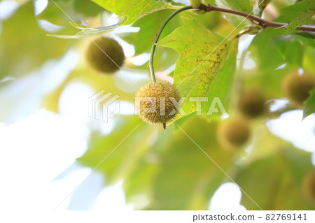 Suzukake tree and fruit Suzukake tree and fruit 82769141