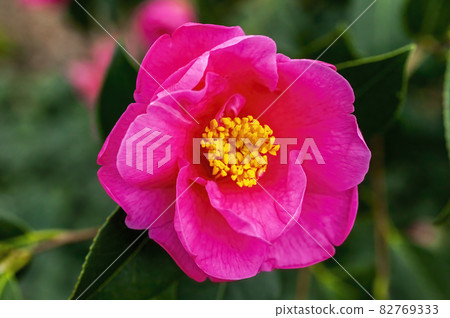 Camellia x Williamsii 'Cheapside' Camellia x Williamsii 'Cheapside' 82769333