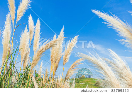 Aichi Expo Memorial Park, Pampas grass in full bloom <Nagakute City, Aichi Prefecture> Aichi Expo Memorial Park, Pampas grass in full bloom <Nagakute City, Aichi Prefecture> 82769353