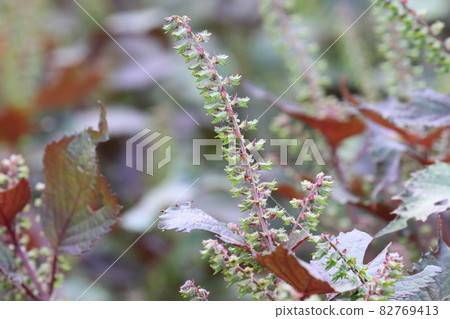 Shiso fruit Shiso 82769413
