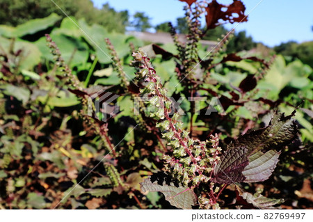 Shiso fruit Shiso 82769497