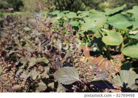 Shiso fruit Shiso 82769498